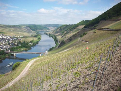 a view of a river with a bunch of vines at Gästehaus-Weingut Loersch in Leiwen