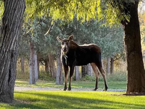 a cow standing in the grass next to trees at Private Island Fire Pit & Arcade in Rigby