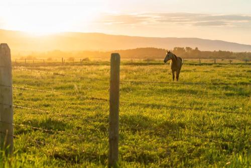 a horse standing in a field near a fence at Upscale Hot Tub Wildlife Views in Victor