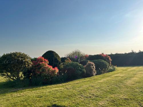 a row of bushes and trees in a field at Ardnageeha in Doagh