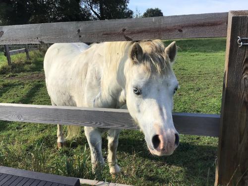 a white horse standing behind a wooden fence at Elm Barn in Diss