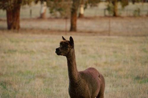 別荘の敷地内または近くにいる動物