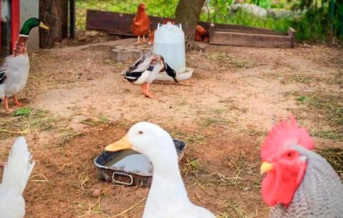 a group of ducks standing around a feeding trough at 2 Bedroom Cozy Home In Kolsko in Kolsko