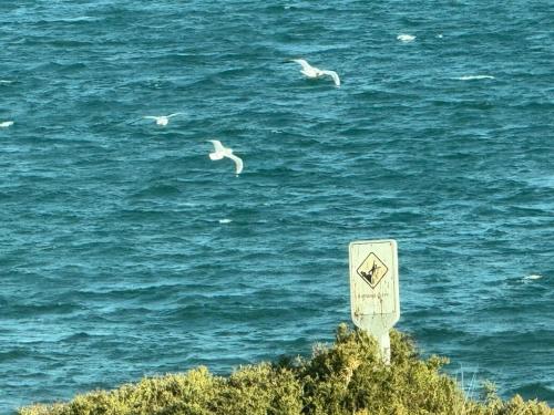 two seagulls flying over the water next to a sign at Water Front at Geelong Holiday K Villa in North Shore