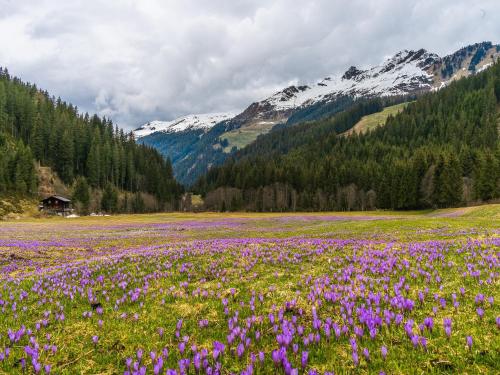 a field of flowers with mountains in the background at Apartment in Fügen near Spieljoch Ski Lift in Fügen