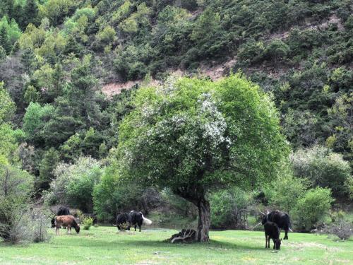 Gallery image of Banyan Tree Ringha in Shangri-La