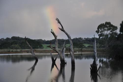 a group of trees in a body of water at Askara Lake House in Willunga