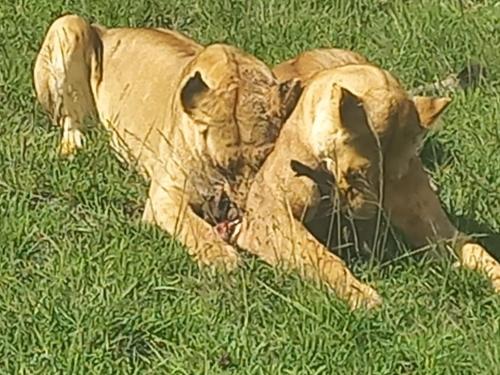 a lion laying in the grass in the grass at Mara Sidain safaris in Sekenani
