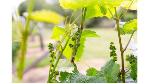 a bunch of green grapes on a plant at Pacific View by Tiny Away in Leithfield