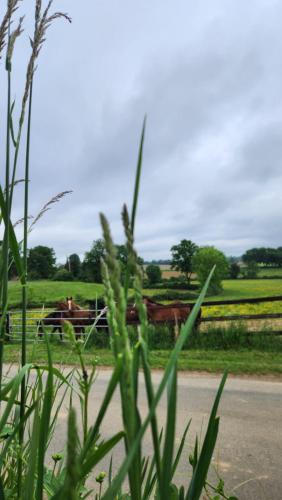 a group of horses in a field behind a fence at Gite de Lavardin in Saint-Aubin-de-Locquenay