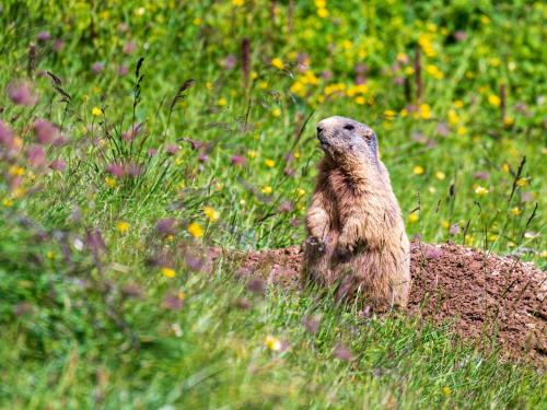 a brown bear standing in a field of grass at Appartement Kriegerhorn in Lech am Arlberg