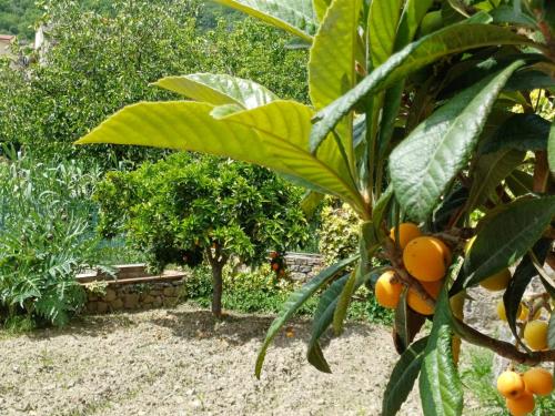 a bunch of oranges hanging from a tree at Country House B&B Antica Dimora Del Sole in Camerota