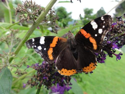 a black and orange butterfly sitting on a flower at Haus Sonne in Kirchdorf in Tirol
