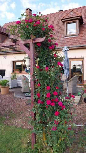a vine of roses growing on a wooden post at Chambre D'hotes Le Clos Fleuri in Criel-sur-Mer