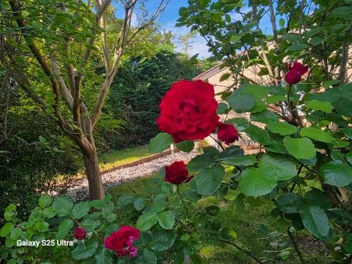 La Villa des Violettes photo 15