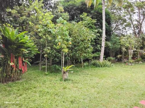 a small tree in the middle of a yard at Camiguin Lanzones Resort in Mambajao