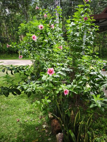 Zahrada ubytování The Secret Garden Koh Yao Yai