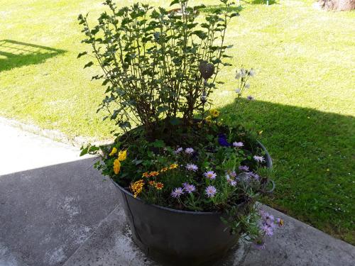 a large pot filled with flowers in a yard at Un week-end à la campagne in Pont-Audemer