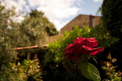 a red rose in front of a building at Agriturismo Boccadifuoco in Motta Camastra