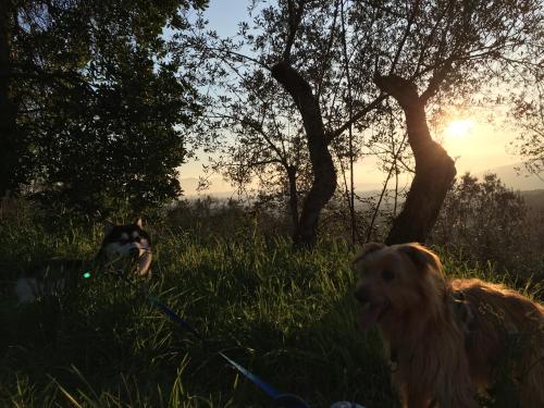 Huéspedes con una o varias mascotas en Arcobaleno Toscano