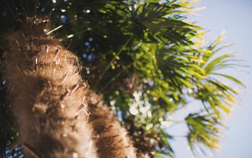 a close up of a palm tree at 興津ビーチサイドヴィラ 勝浦 - Okitsu Beachside Villa - Katsuura in Katsuura