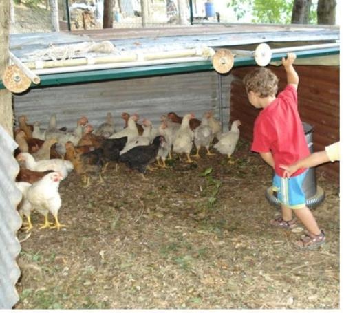a couple of children feeding a group of chickens at Agritourismus Vigne Di Pace The Guardian in Umbertide
