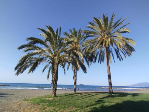 zwei Palmen am Strand in der Nähe des Ozeans in der Unterkunft Apartamento Alhóndiga El Palo in Málaga
