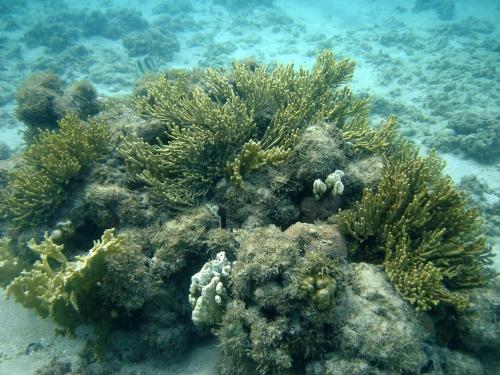a close up of a coral reef in the ocean at Pousada Mariluz in Maragogi