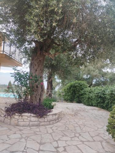 a tree in a stone circle in front of a building at Villa Milou in Kagkátika