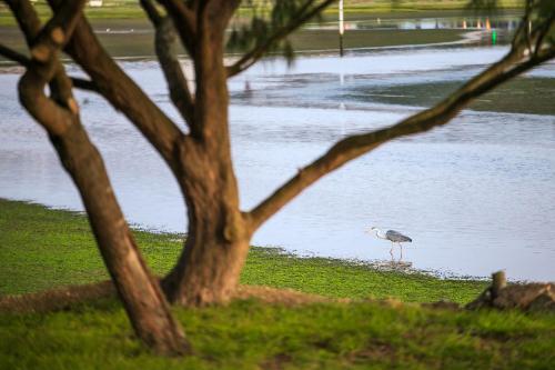a bird standing in the water next to a tree at Knysna River Club Getaways - Luxury waterfront chalets in Knysna