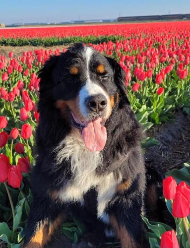a dog sitting in a field of red tulips at Romantisch Huisje nabij het strand met uitzicht op de tulpenvelden in Julianadorp