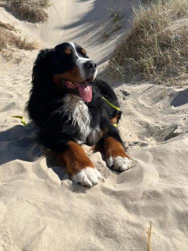 a black and brown dog laying in the sand at Romantisch Huisje nabij het strand met uitzicht op de tulpenvelden in Julianadorp