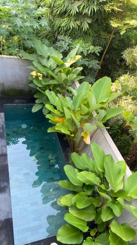 a pool of water with green plants next to it at 2 Bedroom Villa In Sanur Harbour in Sanur
