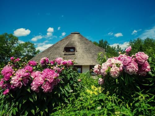 a group of pink flowers in front of a house at Dworek Króla Stanisława - Apartament Jaśminowy in Węgorzewo