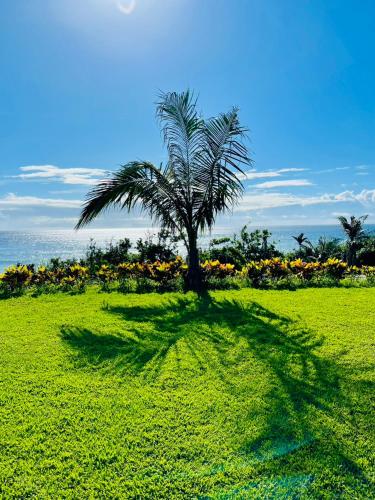 a palm tree casts a shadow on a grass field at Taitung Blue Sea Villa in Chenggong