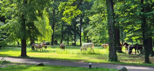 a group of horses grazing in a field with trees at Schlosshotel Hohenbocka in Hohenbocka