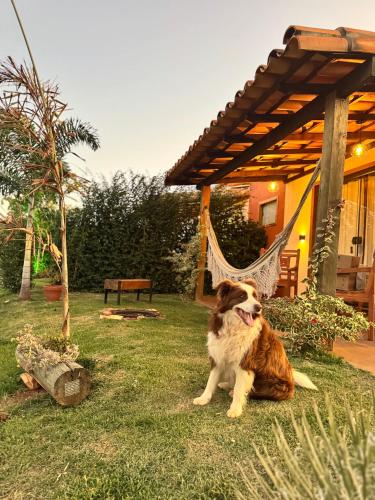 a brown and white dog sitting in the grass at CHALÉS VALE DO LAGO in Capitólio