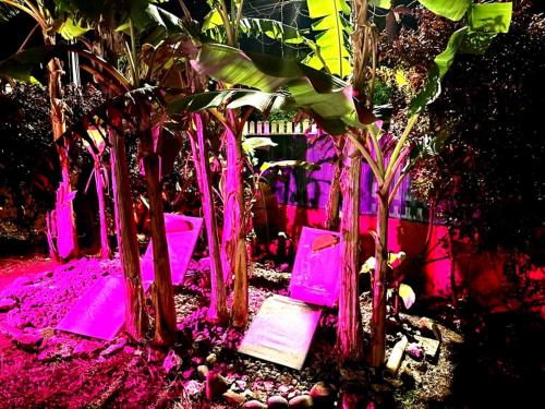 a group of trees with pink lights in a garden at Ti Ben - Jacuzzi Privatif Jardin Tropical - Le Robert in Le Robert