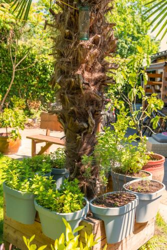 a group of potted plants on a wooden table at Tiny house - fietsverhuur, eigen keuken en badkamer in Nijmegen
