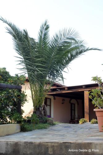 a palm tree in front of a house at Hotel Belvedere in Teulada
