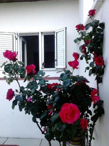 a potted plant with red roses in front of a window at Panorama Apartments in Povljana