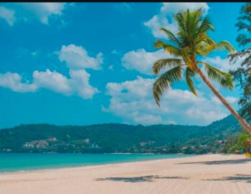una palmera en una playa con el océano en 3Plus1 Hostel Patong, en Patong Beach