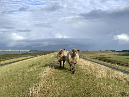 two sheep walking down a field of grass at Ferienwohnung Tichelmeister 45261 in Ditzum