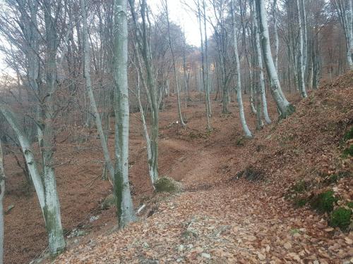 a dirt trail in a wooded area with trees at La Casina in Maccagno con Pino e Veddasca