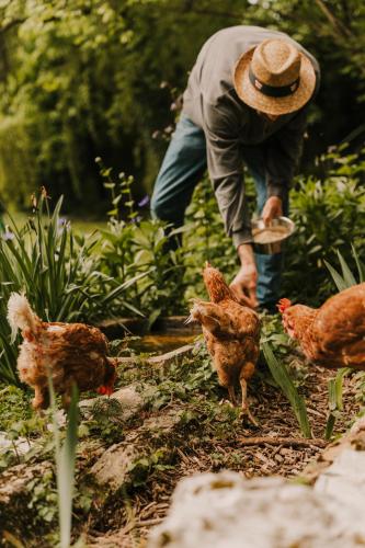 a man in a hat looking at chickens in a garden at Maison d'hôtes et gîte de charme avec piscine, La Lhuiseraie in Lhuis