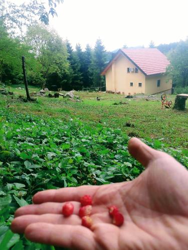 a hand holding red berries in a field at House sid forest in Otočac