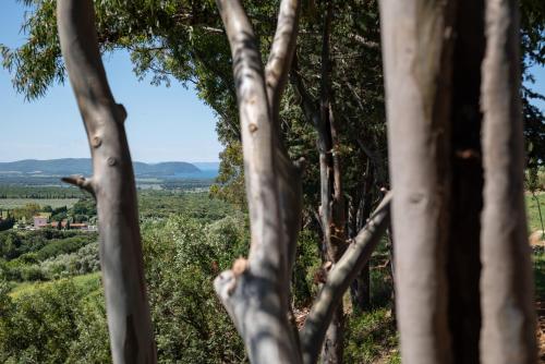 a view through the trees of a forest at Boutique Hotel Poggio ai Santi - Adults Only in San Vincenzo