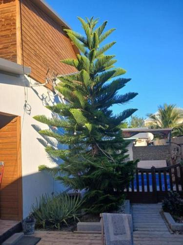 a large green pine tree next to a building at Villa des Filaos et du lagon o6, 93 , 70 , 59 , 79 in Saint-Leu