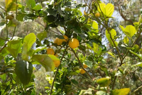 an orange tree with lots of oranges on it at Eukalyptos 3BD apartment with yard in Chersonisos in Hersonissos