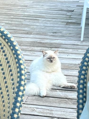 a white cat sitting on a wooden deck at Chambre d'Hôtes Etchebri in Anglet